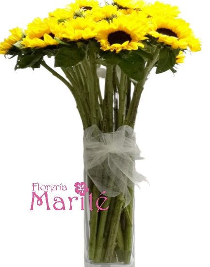 Cilindrico  Girasoles