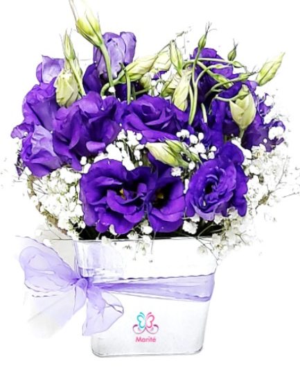 Latita Lisianthus Morados