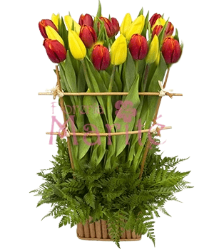 Jardin de Tulipanes Amarillos-Rojos