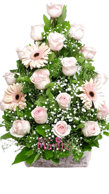 rosa7