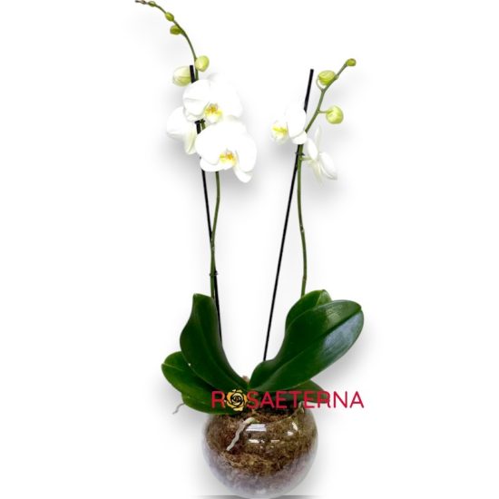 Orquidea Blanca